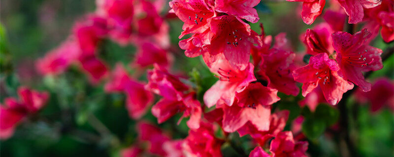 杜鹃花期多久(图1)
