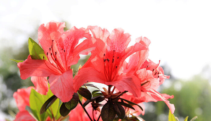 杜鹃花期多久(图3)