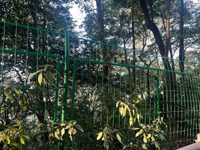 在世界最大城市森林公园守护稀有野生植物(图1)